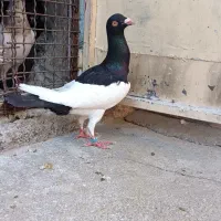یهودی نر