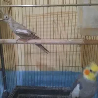 جفت مولده کارداده وتضمینی