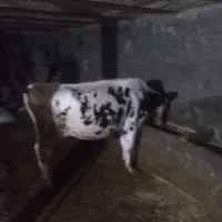 تلیسه آبستن گاوشیری|حیوانات مزرعه|صحنه, |دیوار