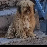 پاپی