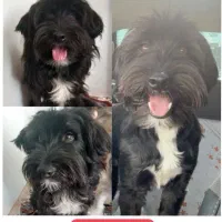 سگ گمشده|حیوانات|اراک, |دیوار