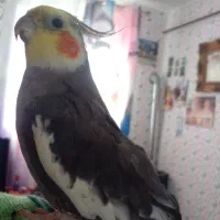 طوطی عروس نر سخنگو بالغ