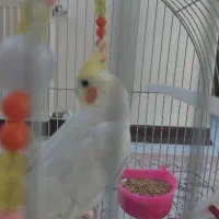 قفس عروس هلندی|لوازم جانبی حیوانات|قم, زنبیل آباد|دیوار