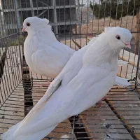 فروشی|پرنده|فردیس, منظریه|دیوار