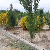 زمین سرسبز،چهاردیواری،چهارباغ کمربندی رامجین.|فروش زمین و ملک کلنگی|تهران, درختی|دیوار