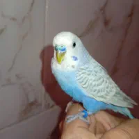 مرغ عشق کاملاً دستی
