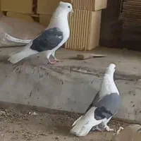 جفت دوکت جفت تاپ سرخ جفت طوقی  و چند دونه پرشی