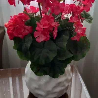 گلدان شمعدونی خارجی در حد نو