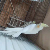 پرنده ی عروس 4 ماهه|پرنده|قم, پردیسان|دیوار