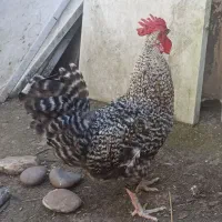 خروس پلیموت راک