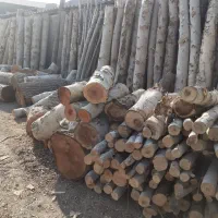 برش و هرس و خرید و فروش درختان باغی و جنگلی|خدمات باغبانی و درختکاری|کرج, کمال‌شهر|دیوار