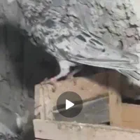 کبوتر سرور نامور|پرنده|دلبران, |دیوار