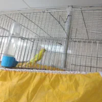 قناری فروشی سوپررسمی