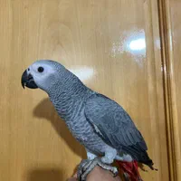 جوجه طوطی کاسکو اکلکتوس ماکائو|پرنده|اصفهان, ارداجی|دیوار