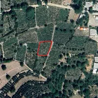 فروش یک قطعه باغ