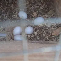 عروس هلندی لوتینو|پرنده|چابهار, |دیوار