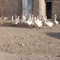 غاز محلی|حیوانات مزرعه|لاجان, |دیوار