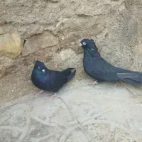 یک جفت سیاه خوب|پرنده|مرودشت, رودبال|دیوار