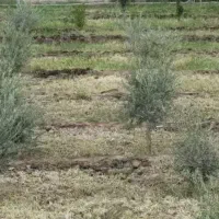 باغ پسته و زیتون