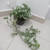 گل آپارتمانی خوشگل و سالم