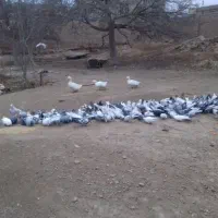 تعدادی کبوتر المانی رنگه در هم یکجافروشی