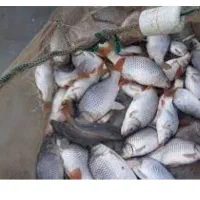 صید وصیادی ماهی واسه یلدا از استخر گلبهار و چناران|ماهی|چناران, |دیوار