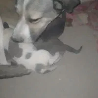 ماده عراقی|سگ|کبودرآهنگ, |دیوار