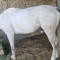 دوخون