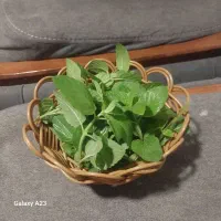 جاسبزی