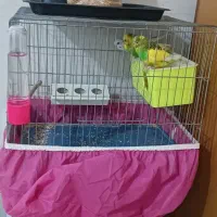 3عدد مرغ عشق ا نر و2 ماده همراه بافنج نر