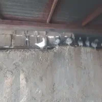 کبوتر