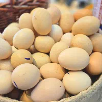 تخم مرغ جنگلی تلوارسر چلاو
