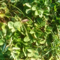 نهال توت فرنگی سابرینا|خدمات باغبانی و درختکاری|خان ببین, |دیوار