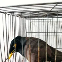 مرغ مینای سالم و سرحال|پرنده|بجنورد, |دیوار