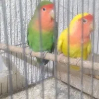 طوطی برزیلی جم