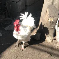 خروس سفید پرپا