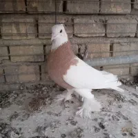 کبوتر نر طوقی پرپا