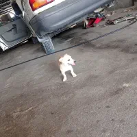 داشهوند آمریکایی|سگ|برازجان, |دیوار