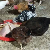 مرغ و خروس گلین و گیل اصل گیلانی|حیوانات مزرعه|پیشوا, |دیوار