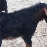 بزغاله پارسال