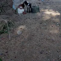 بز کهره فاریاب