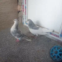 کبوتر جفتگاه