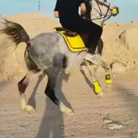 اسب نریان پر خون سواری دار|اسب و تجهیزات اسبسواری|قم, جمکران|دیوار