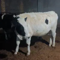 فروش چهارراس تلیسه دم کل صنعتی|حیوانات مزرعه|فرخشهر, |دیوار