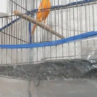 قناری نرجوان پرتقالی ردفاکتور ریزخونی بلند