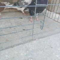 گلچین کبوترپرشی(سرخ‌وسفید وغیره )