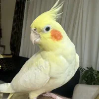 عروس هلندی نر