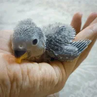 جوجه طوطی برزیلی سرلاکی (آبی)