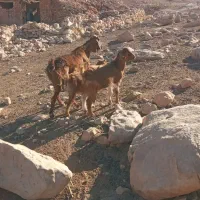 بز وبزغاله|حیوانات مزرعه|خرمآباد, |دیوار