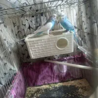 مرغ عشق مولد